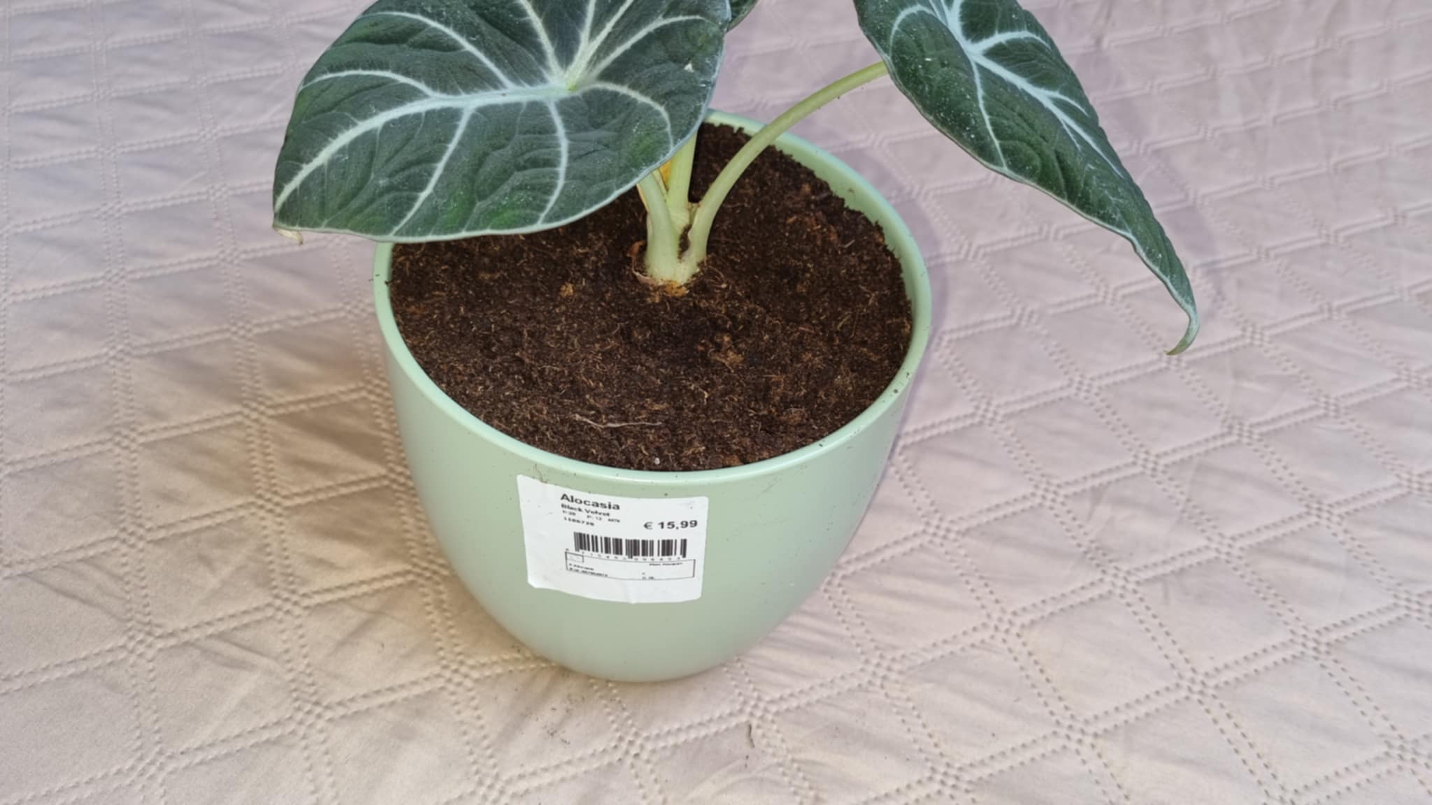 Alocasia Black Velvet Image 2